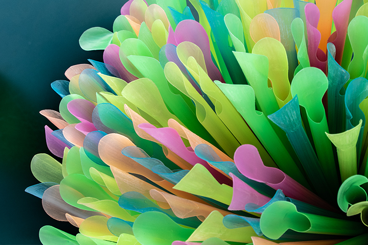 Anemone