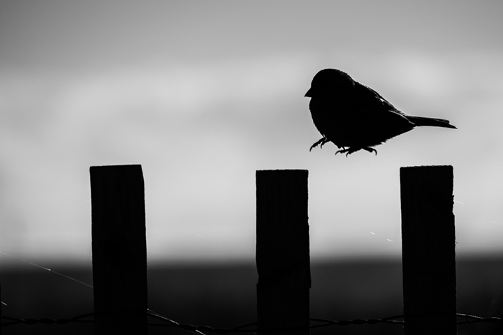 Hopping Sparrow