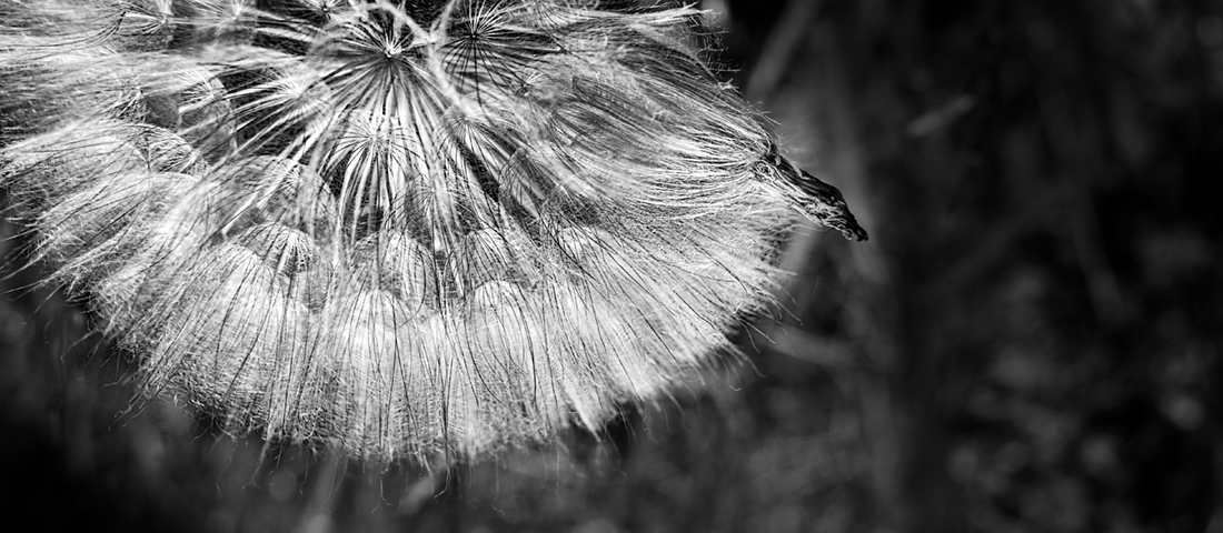 Degrass Tutu